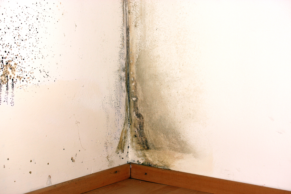 Mold Remediation in Cayce SC